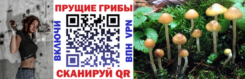 магазин Перевоз Псилоцибиновые грибы Cubensis